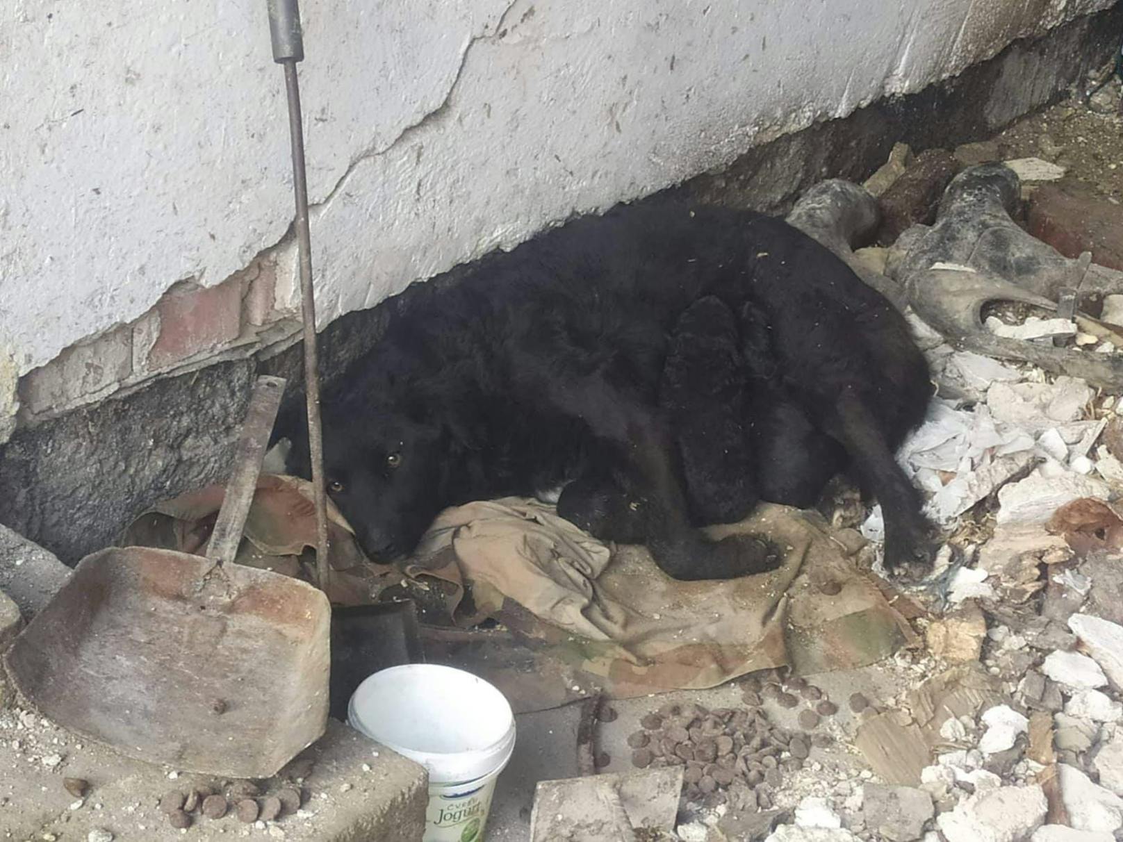 Zahlreiche Tiere waren vom Erdbeben in Kroatien betroffen.