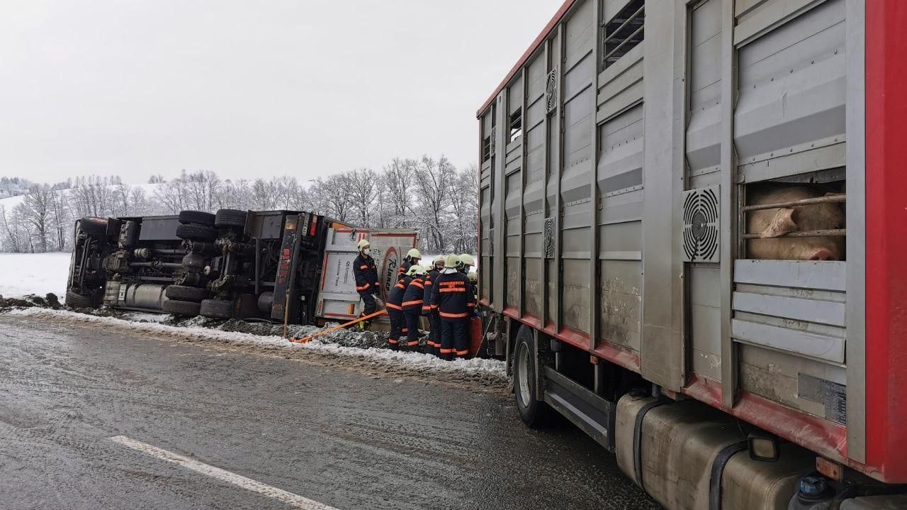 Der Transporter hatte rund 40 Schweine geladen.