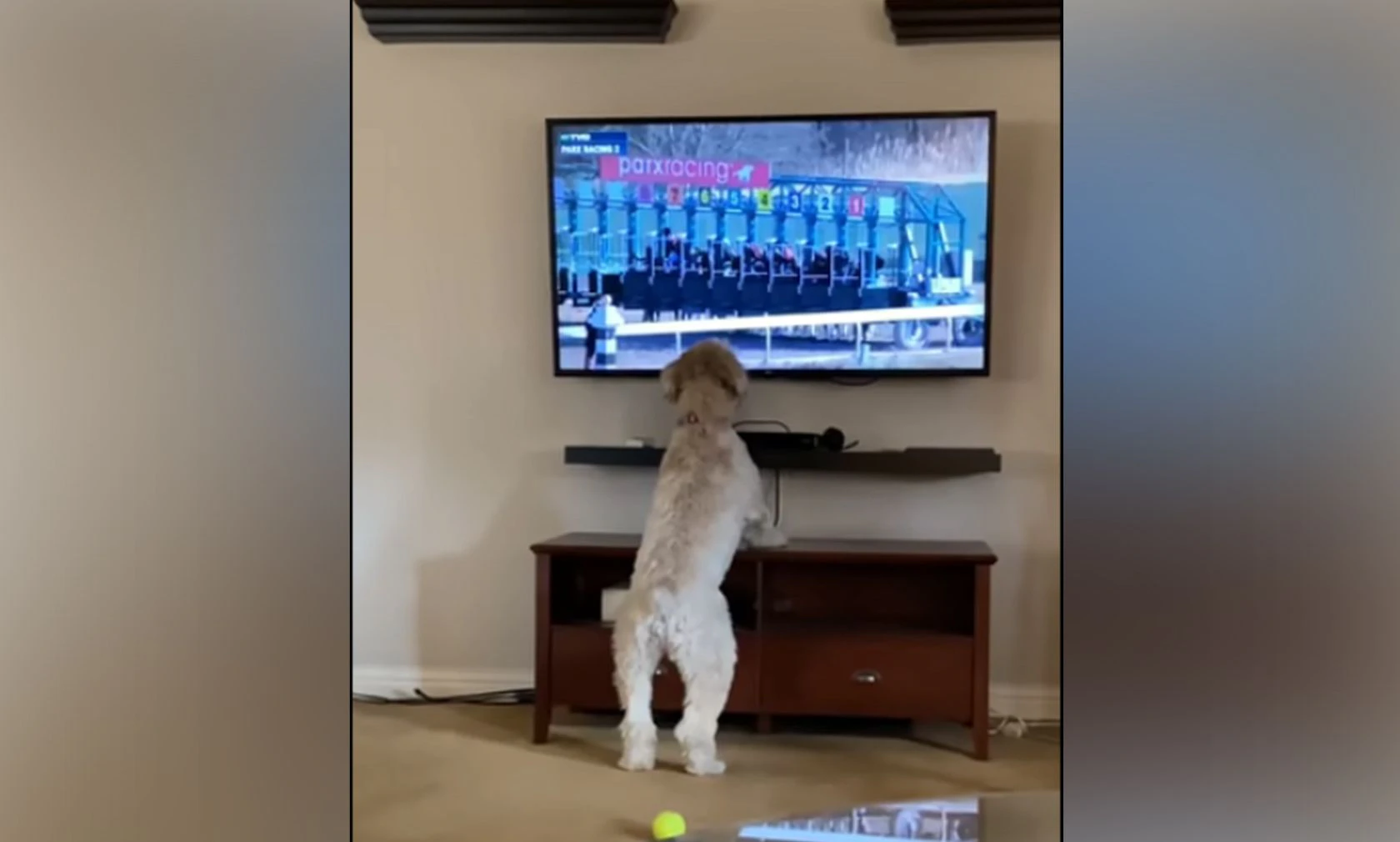 Die lustige "Bella" tickt beim Pferderennen im TV regelmäßig aus. 