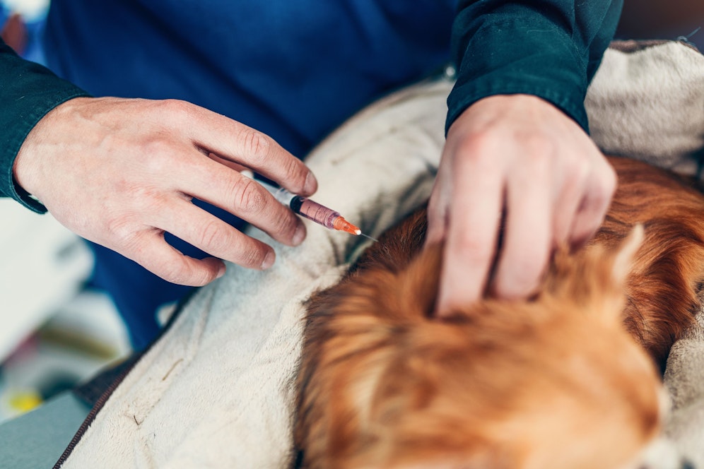 Der Mischlingshund starb nach der Injektion.