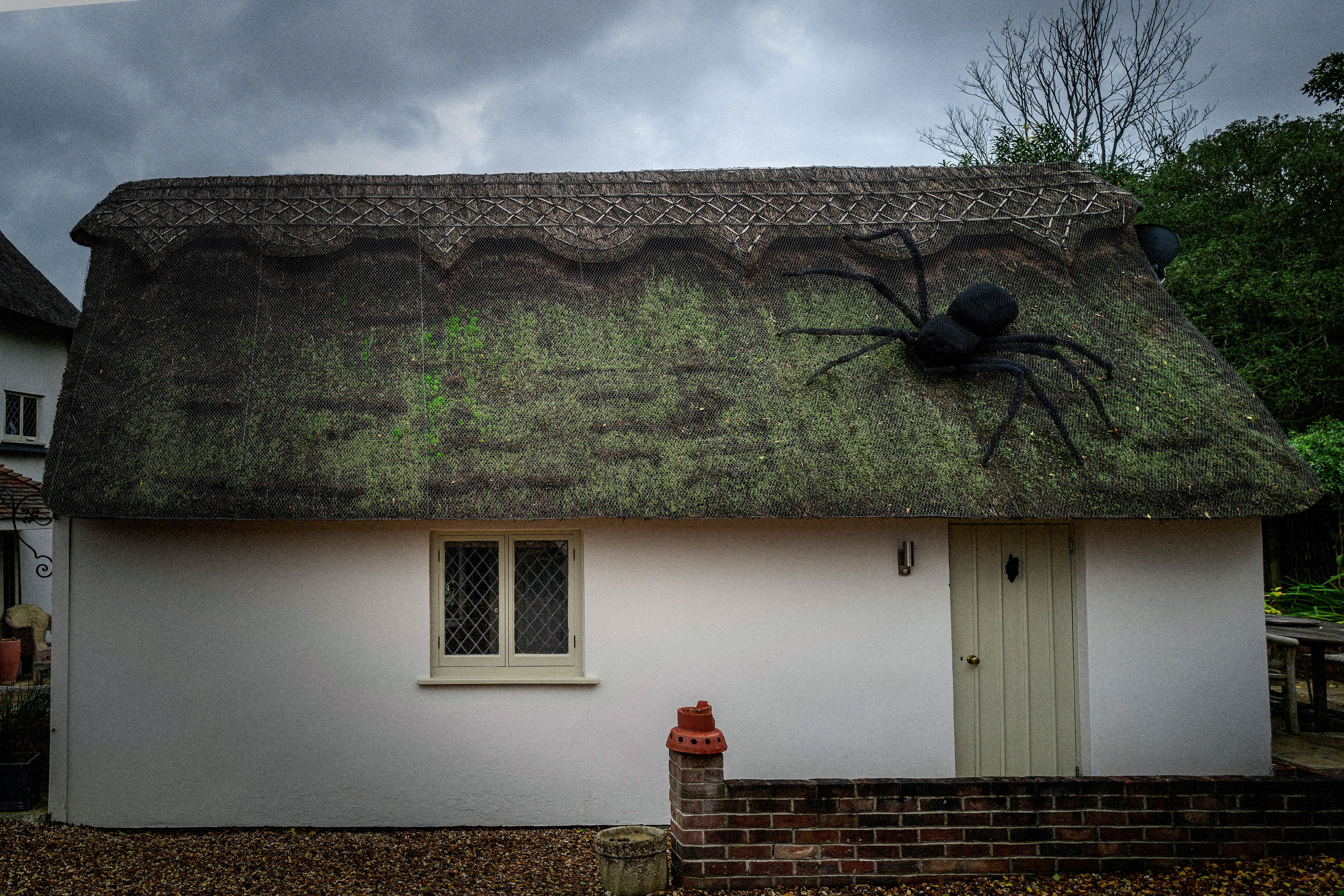 "Pfui Spinne", aber ein echter Hingucker. 