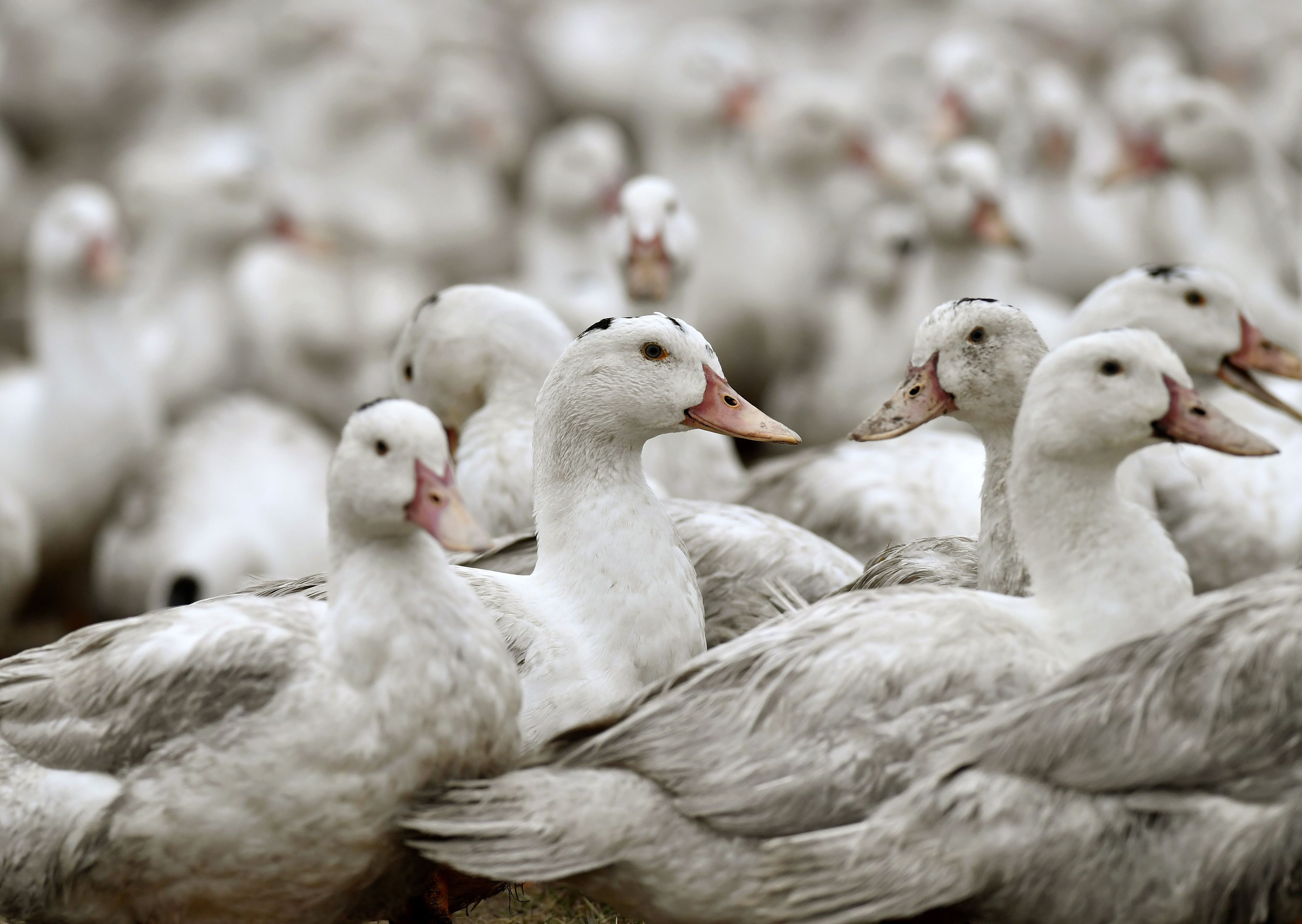 Immer wieder kommt es zu Ausbrüchen der Vogelgrippe – bisher aber nur bei Tieren.