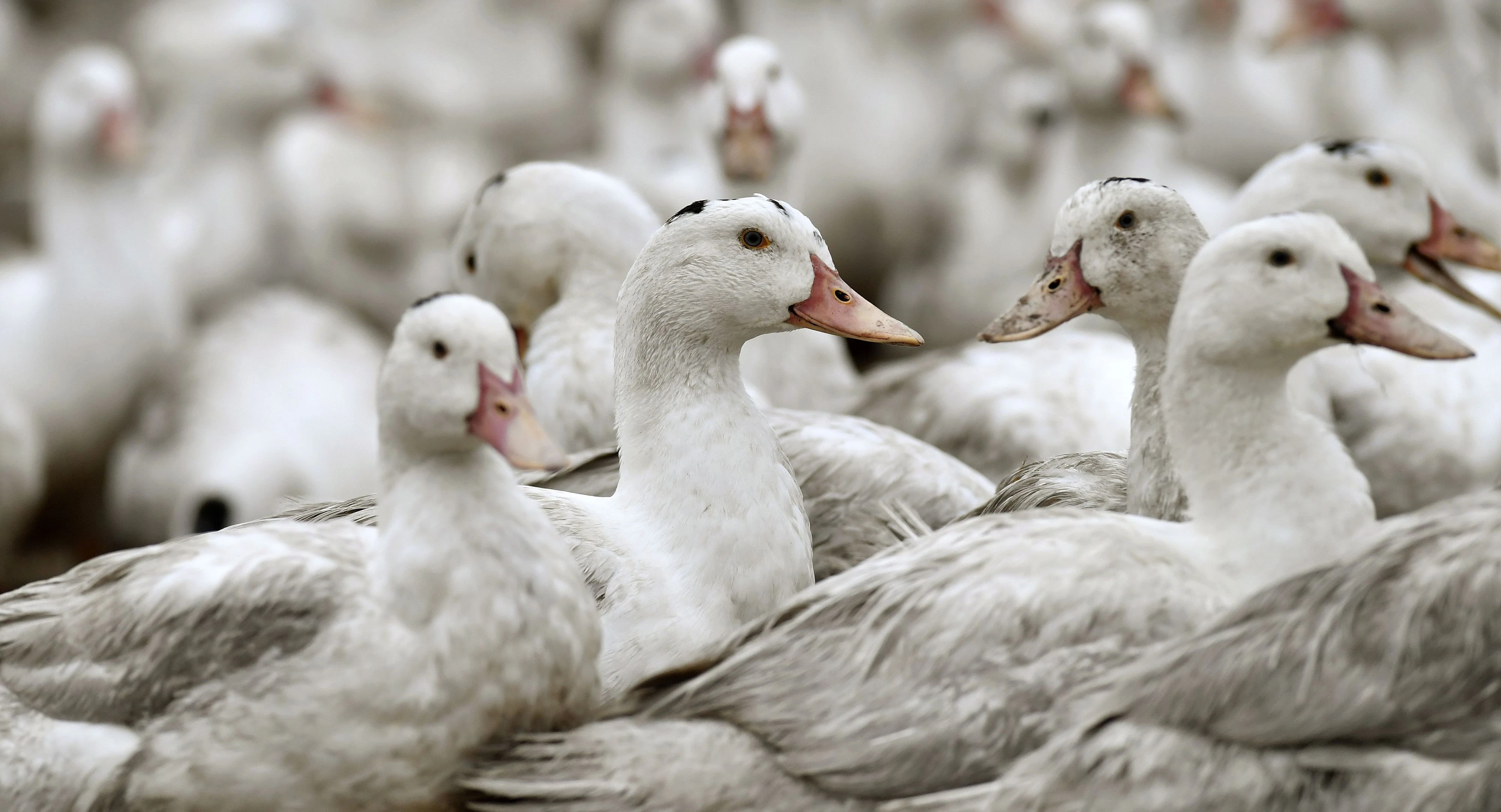 In Frankreich kam es zu einem Ausbruch der Vogelgrippe (Symbolbild).