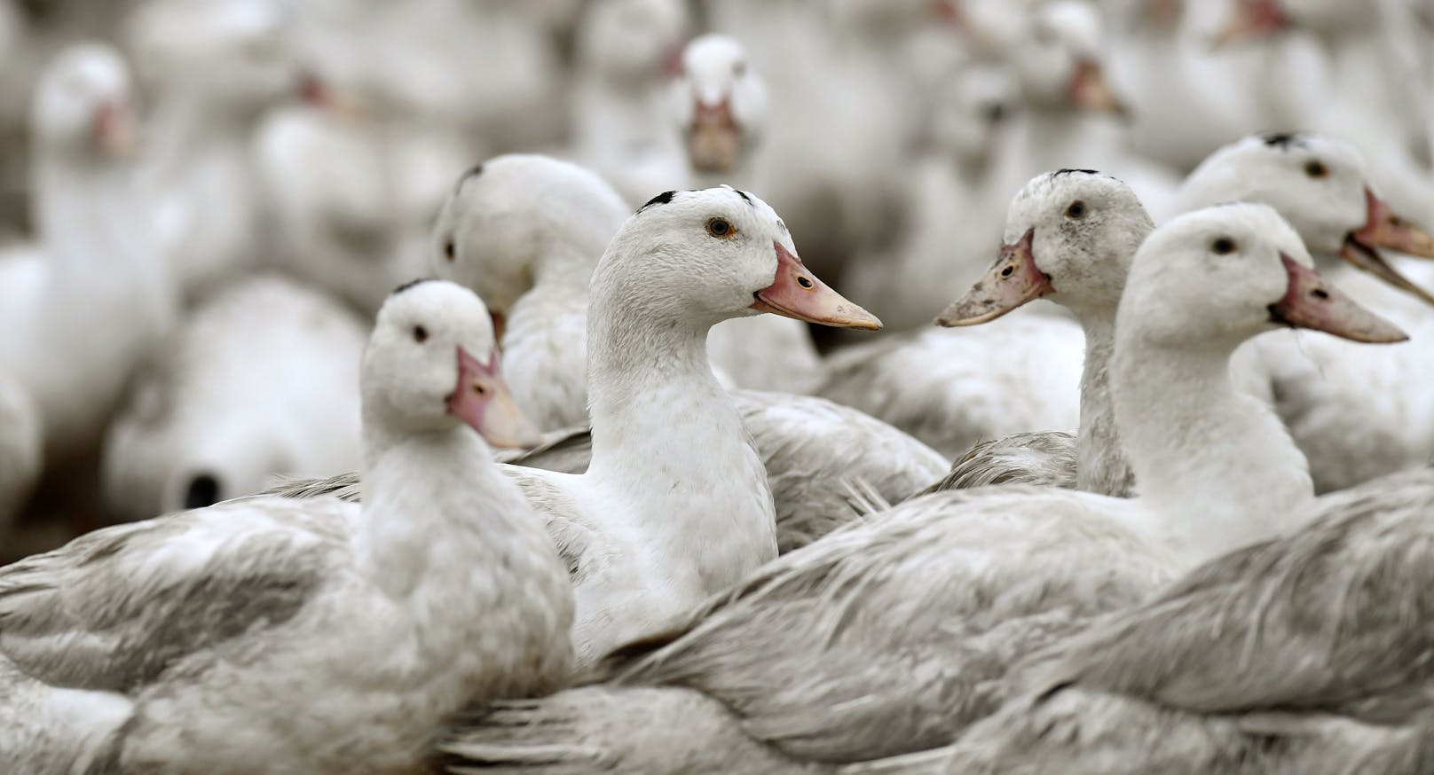 Immer wieder kommt es zu Ausbrüchen der Vogelgrippe – bisher aber nur bei Tieren.