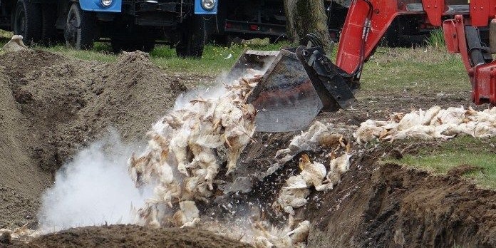 Tausende Enten wurden im April 2020 auf einer Farm in Kiskunmajsa getötet.