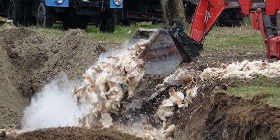 Tausende Tiere wurden getötet.(Archivfoto aus April 2020)