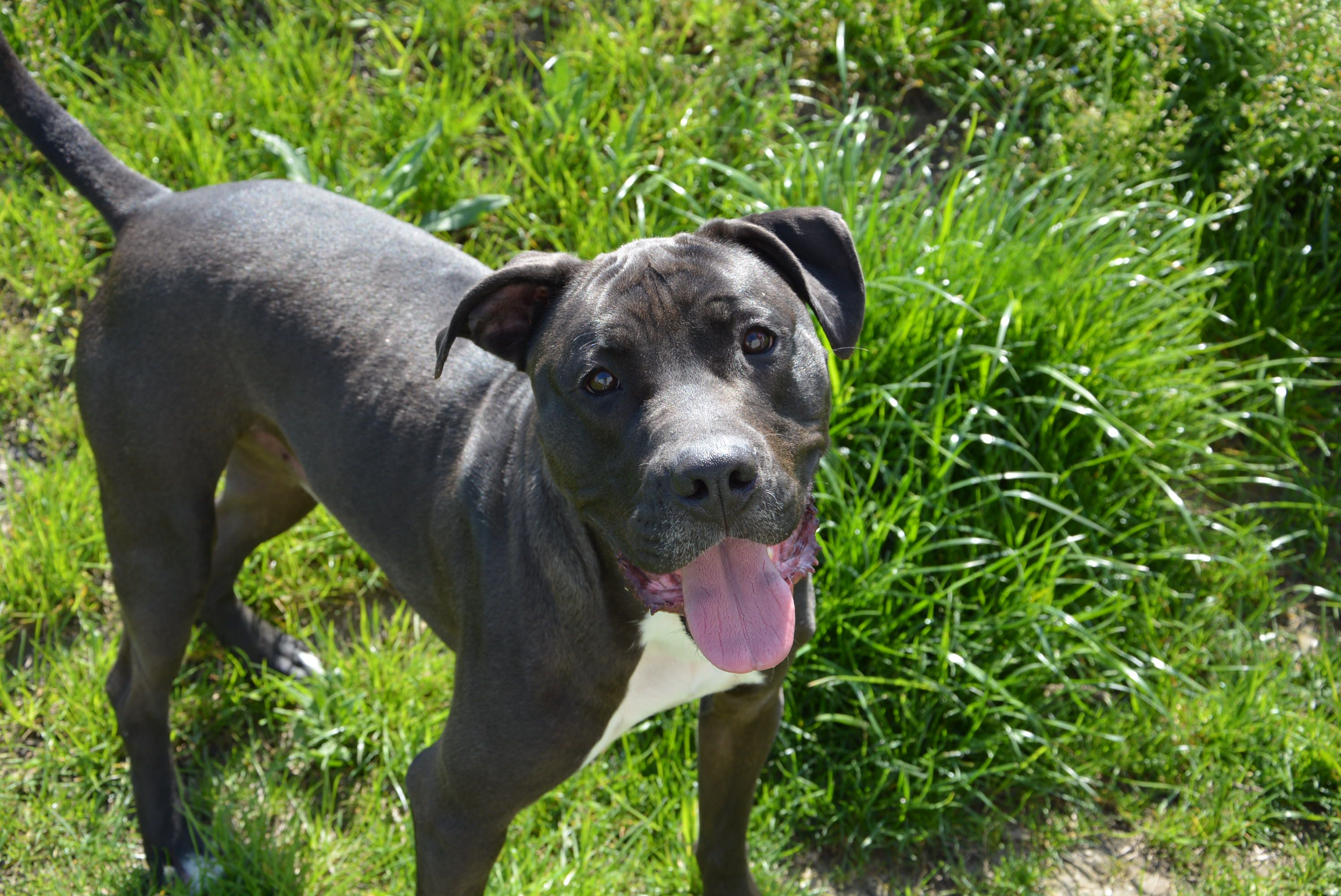 Der süße "Bueno" gehört seit 2016 zu den Langsitzern im TierQuarTier Wien. 