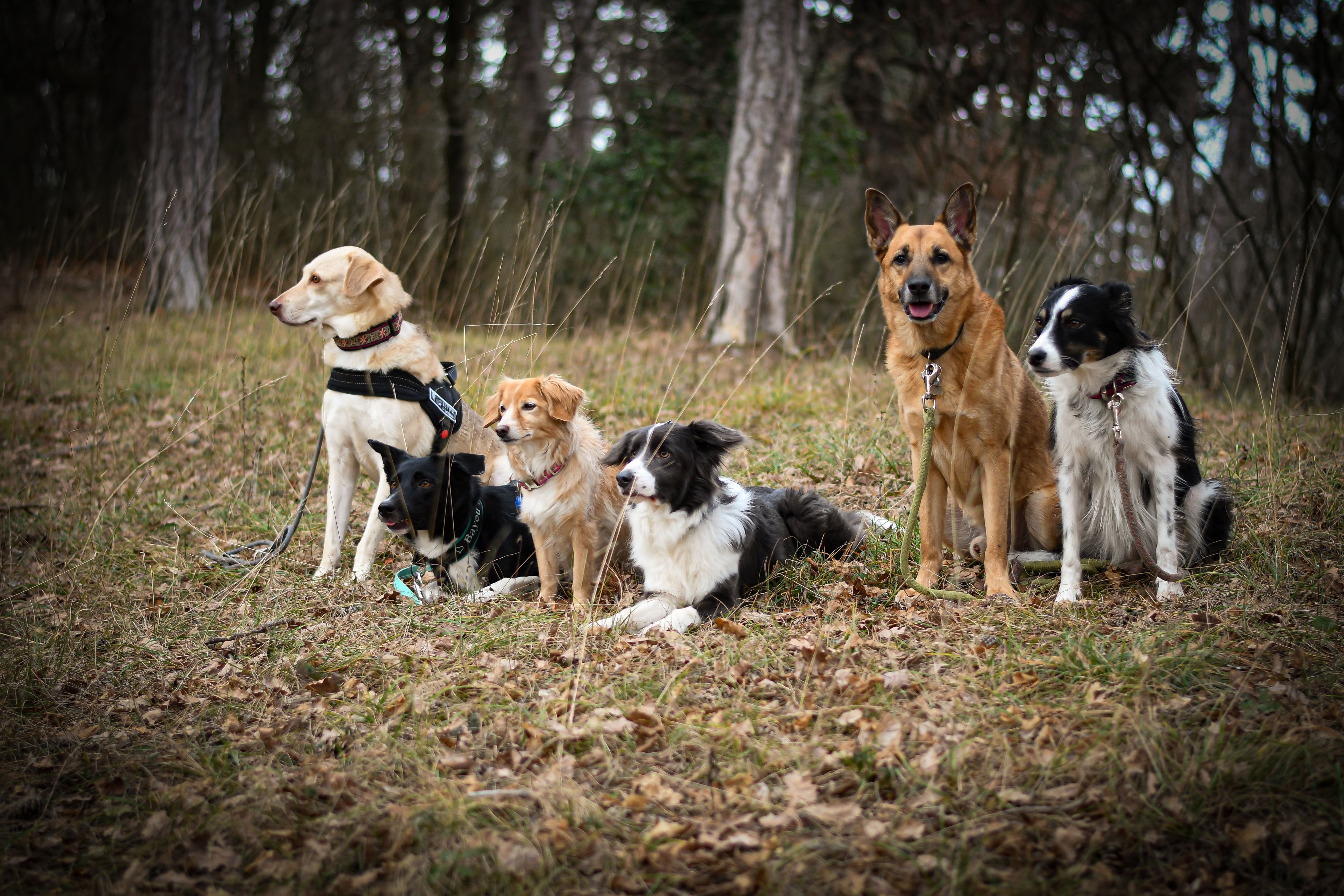 Die Gewinner während des Lockdowns sind definitv unsere Hunde. Sie genießen Homeoffice und Homeschooling. 