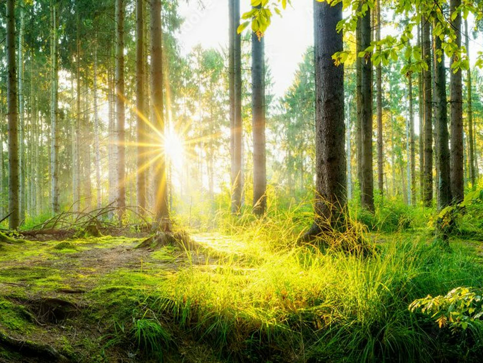 Wälder sind schützenswert, da sie in mehrfacher Hinsicht das Klima positiv beeinflussen.