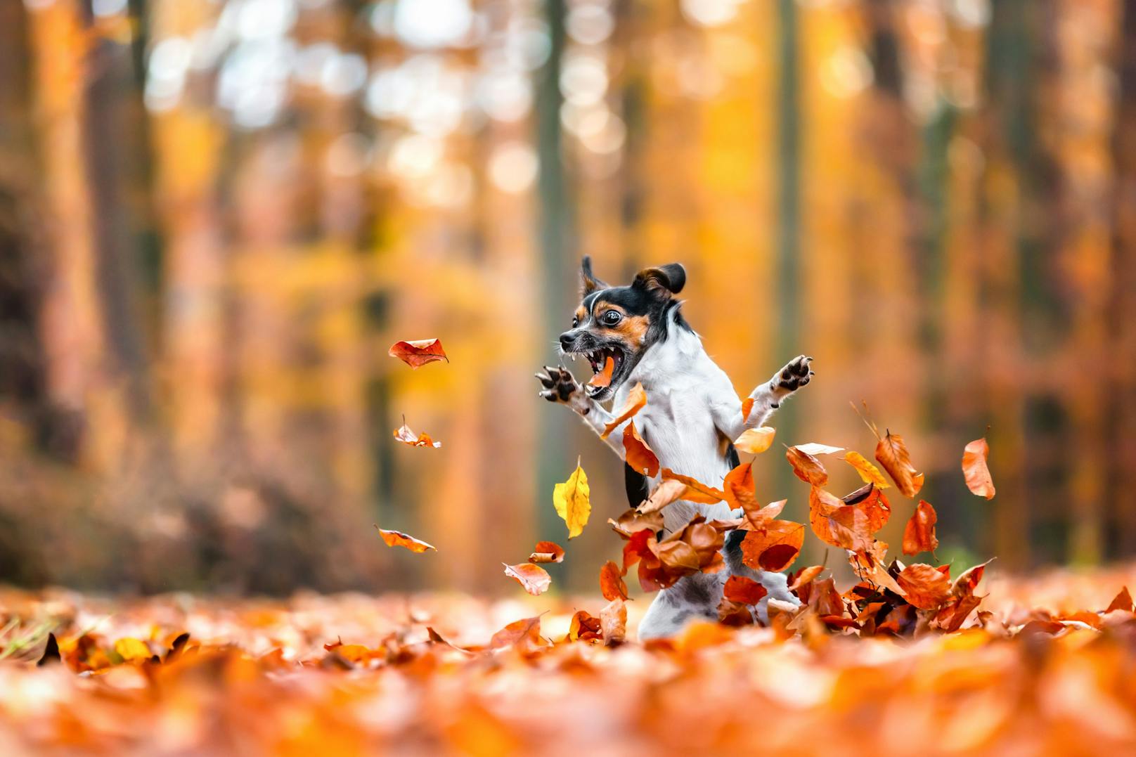Titel: Crazy in love with fall, ©Diana Jill Mehner, Deutschland