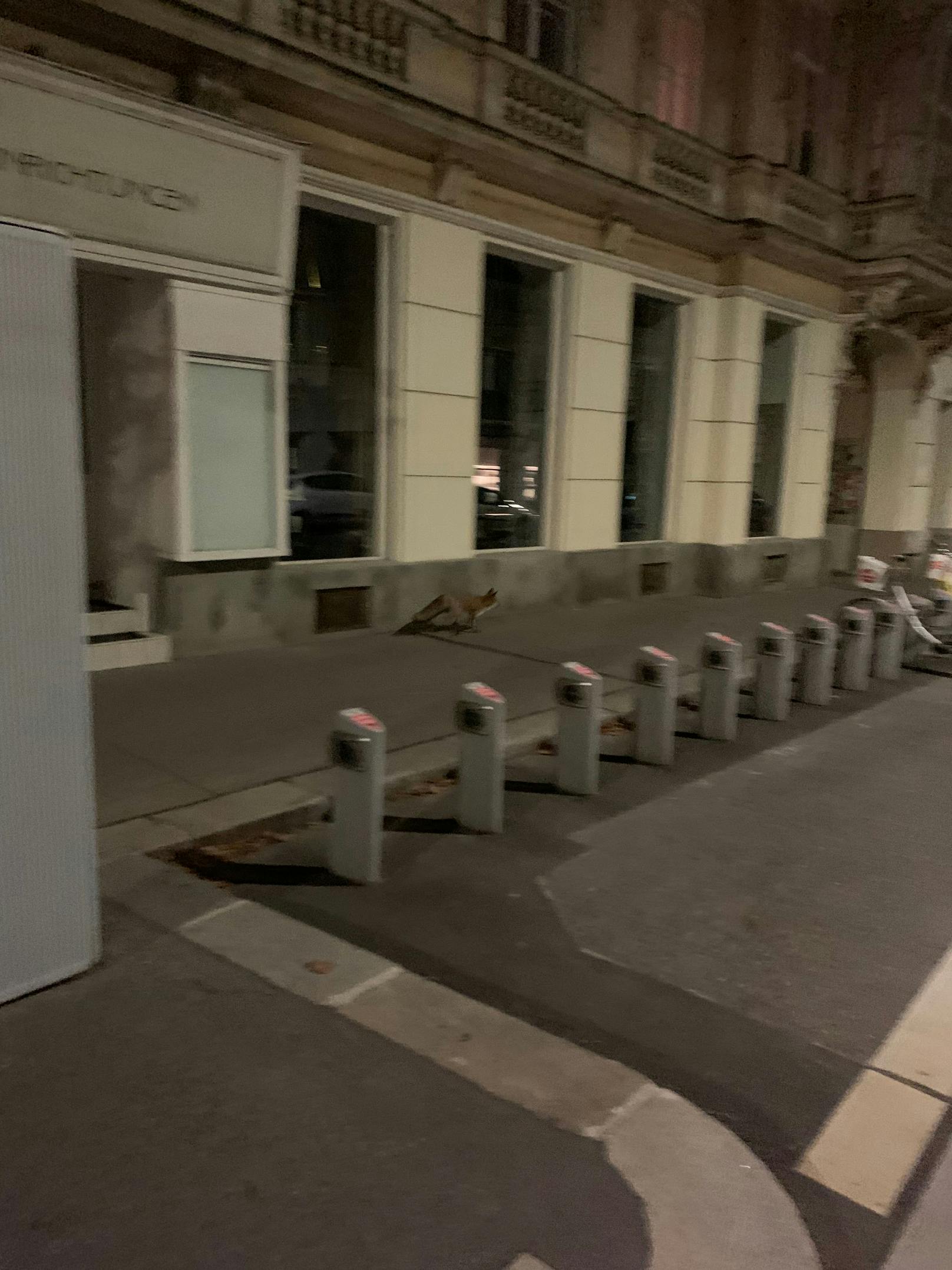 Das Tier trieb in der Wiener Innenstadt sein Unwesen.