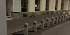 Fuchs streunt durch Wiener City – Polizeieinsatz