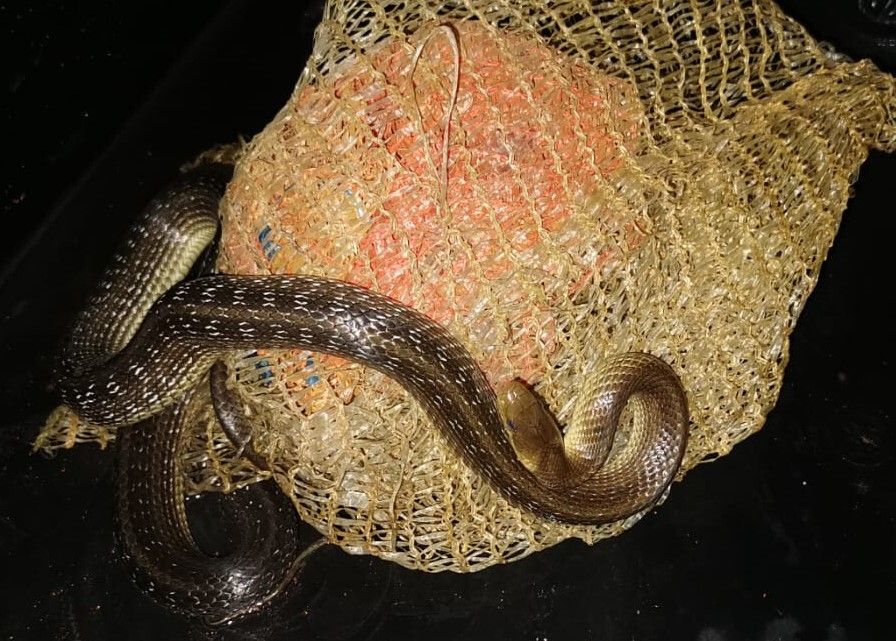 Eine Schlange versteckte sich im Motorraum eines Pkw.