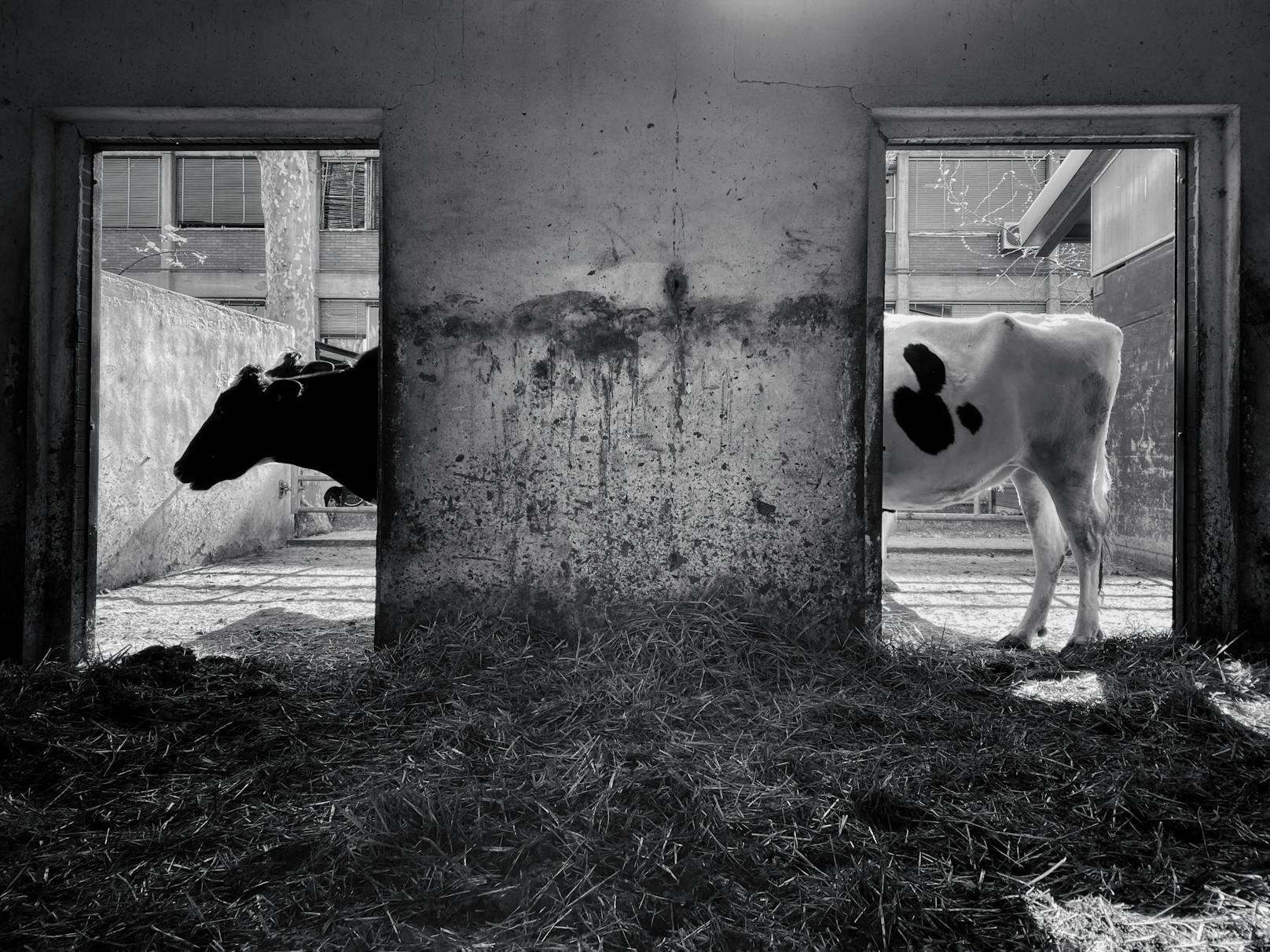 Titel: Long cow, ©Pier Luigi Dodi, Italien