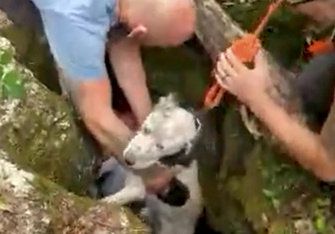 Mindestens zwei Wochen war Rüde "Dewey" in einer neun Meter tiefen Höhle gefangen. 