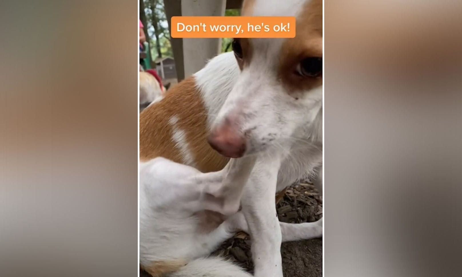 Bei einem Ausflug in den Hundepark im US-Bundesstaat North Carolina setzte sich der lustige Rüde "Jaqweenie" plötzlich auf den Popsch und begann schrecklich zu zittern. <br>