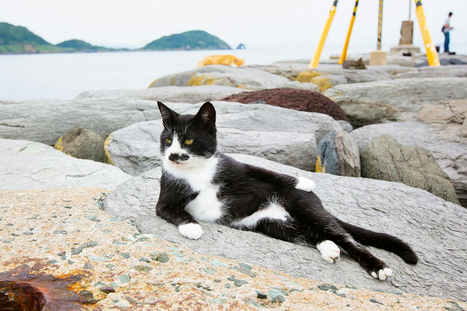 Titel: Cat Model, ©Kenichi Morinaga, Japan