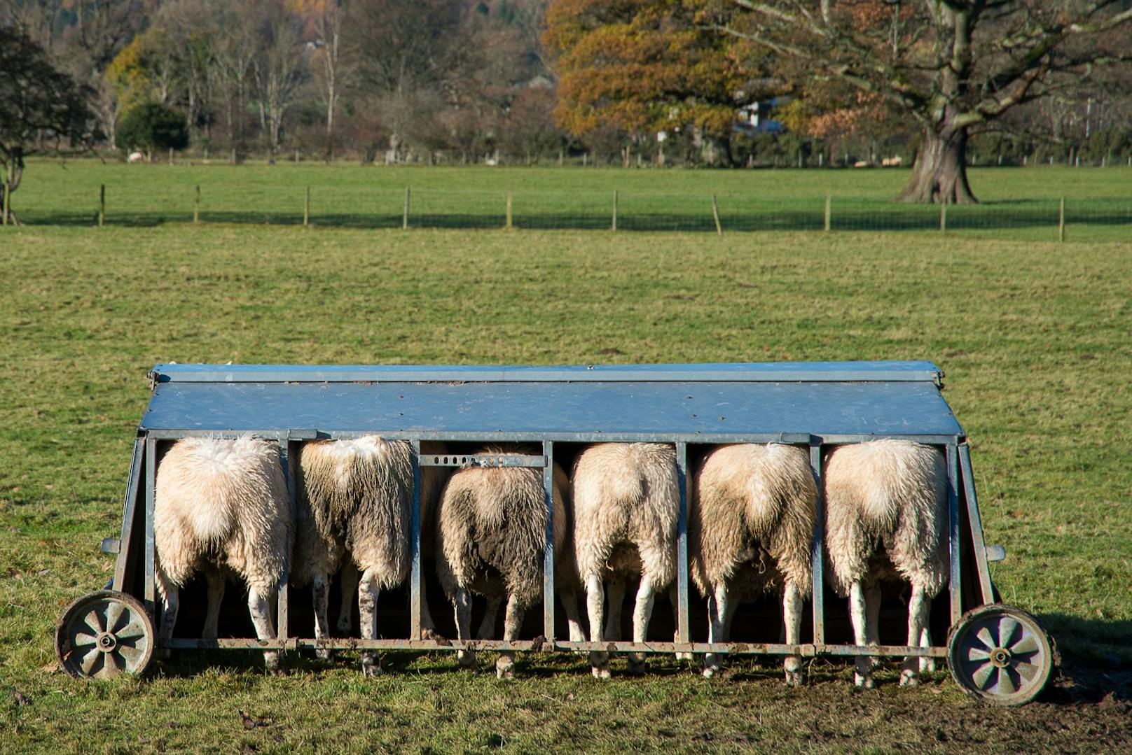 Titel: Feeding Sheep, ©Robert Moore, England