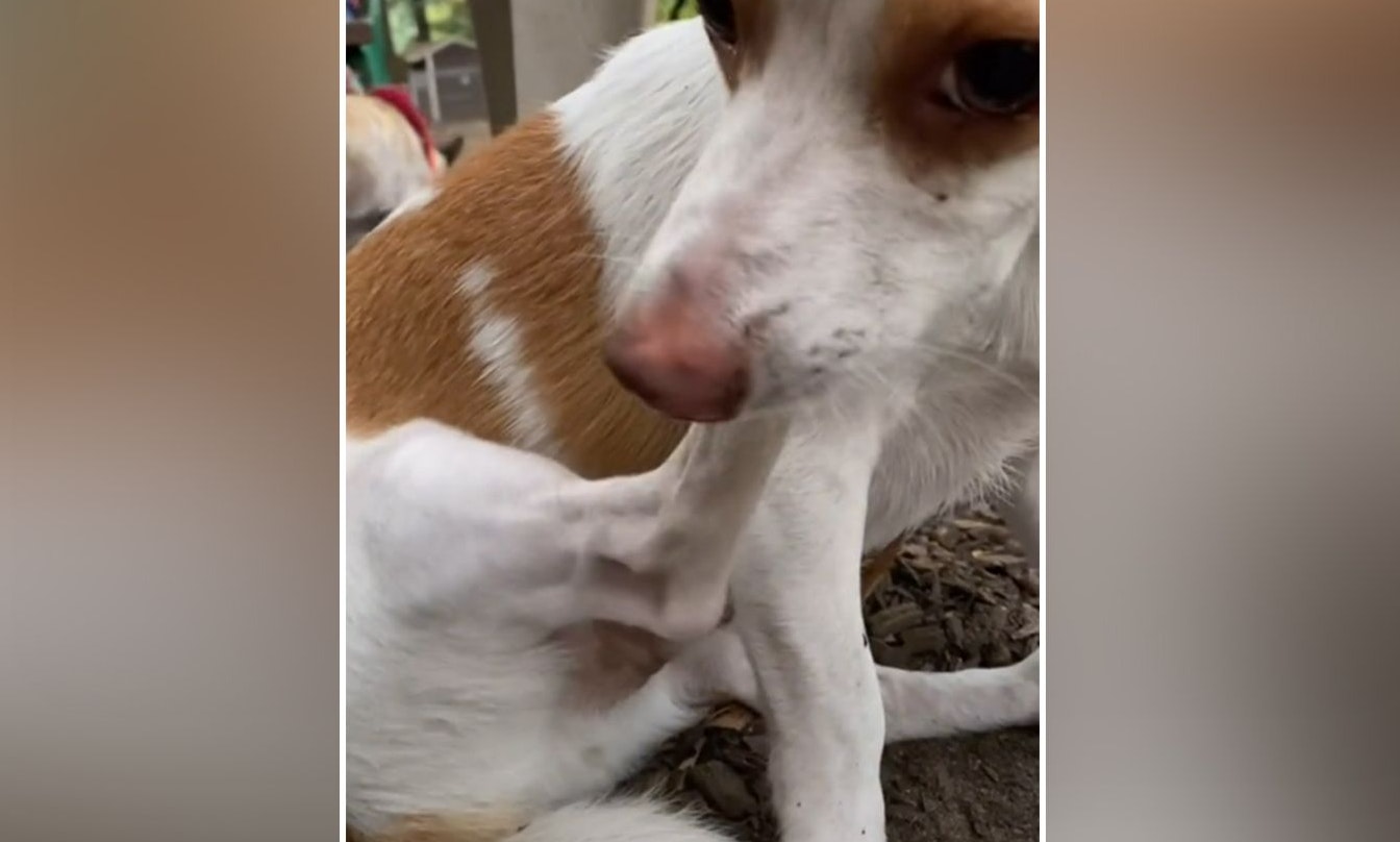 Der Blick von Rüde "Jaqweenie" spricht Bände... der "Exodus" naht. 