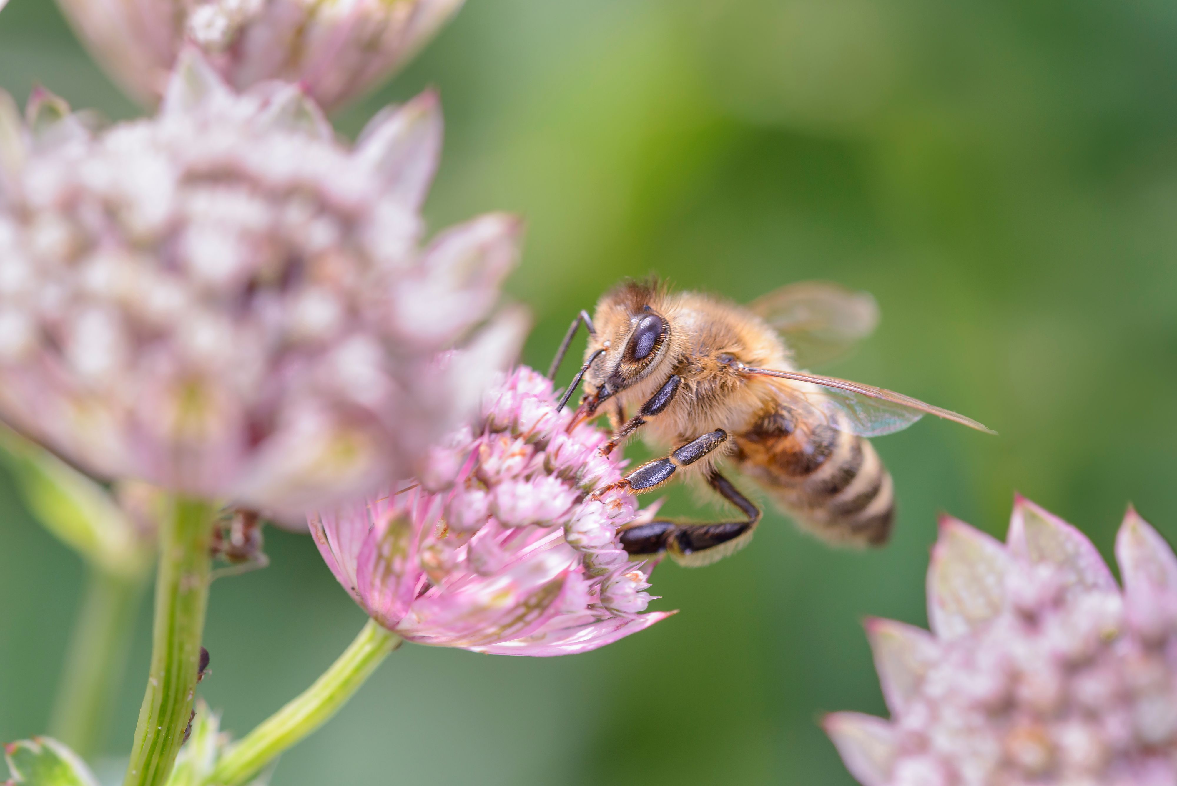 Download von www.picturedesk.com am 01.10.2021 (07:51).  Biene - Apis mellifera - bestäubt Astrantia Major Grosse Sterndolde - 20210727_PD34272 - Rechteinfo: Rights Managed (RM)