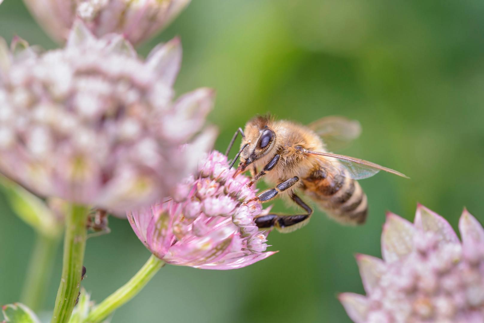 Die kleinen Nektarsammler sind in Gefahr und somit unser Planet. Österreich leistet einen wichtigen Beitrag gegen das "Bienensterben."