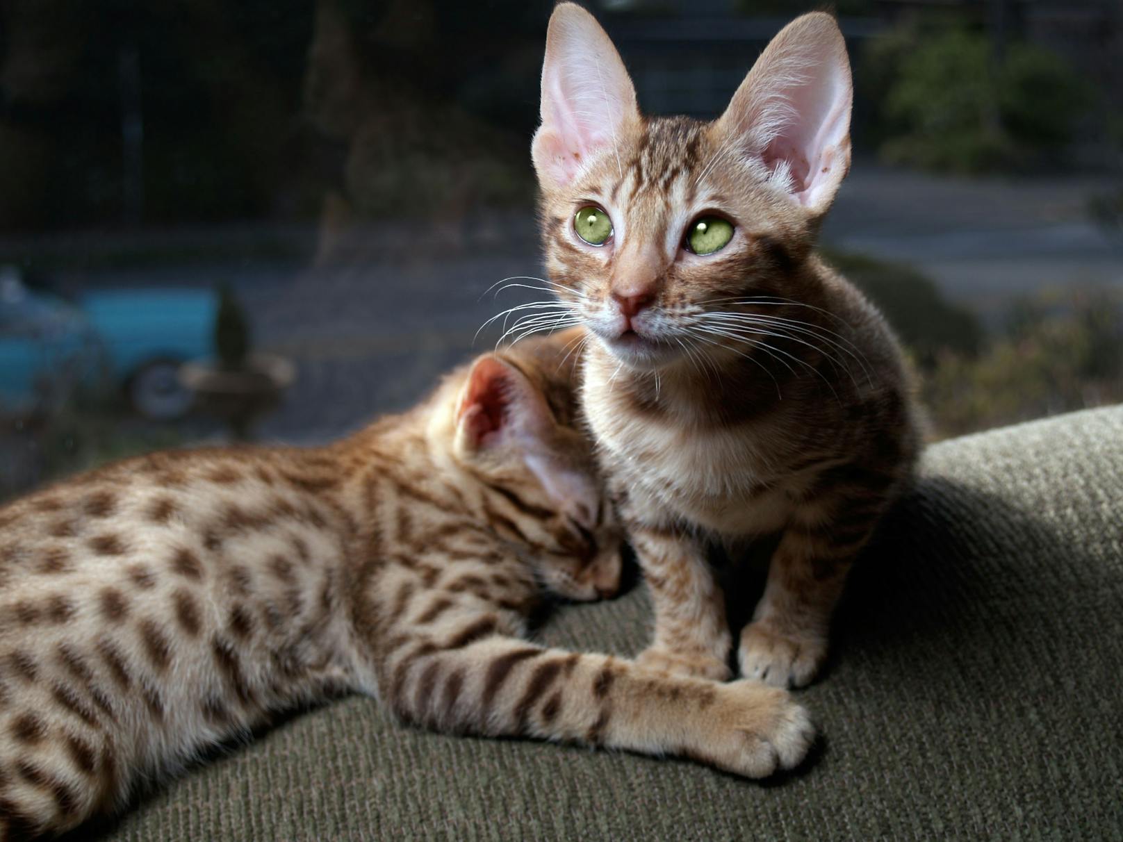 Diese Ocicat-Kitten erinnern tatsächlich an einen Ozelot, oder? 