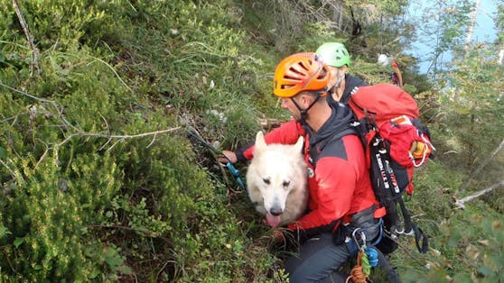 Der 12 Jahre alte Schäferhund wurde gerettet.