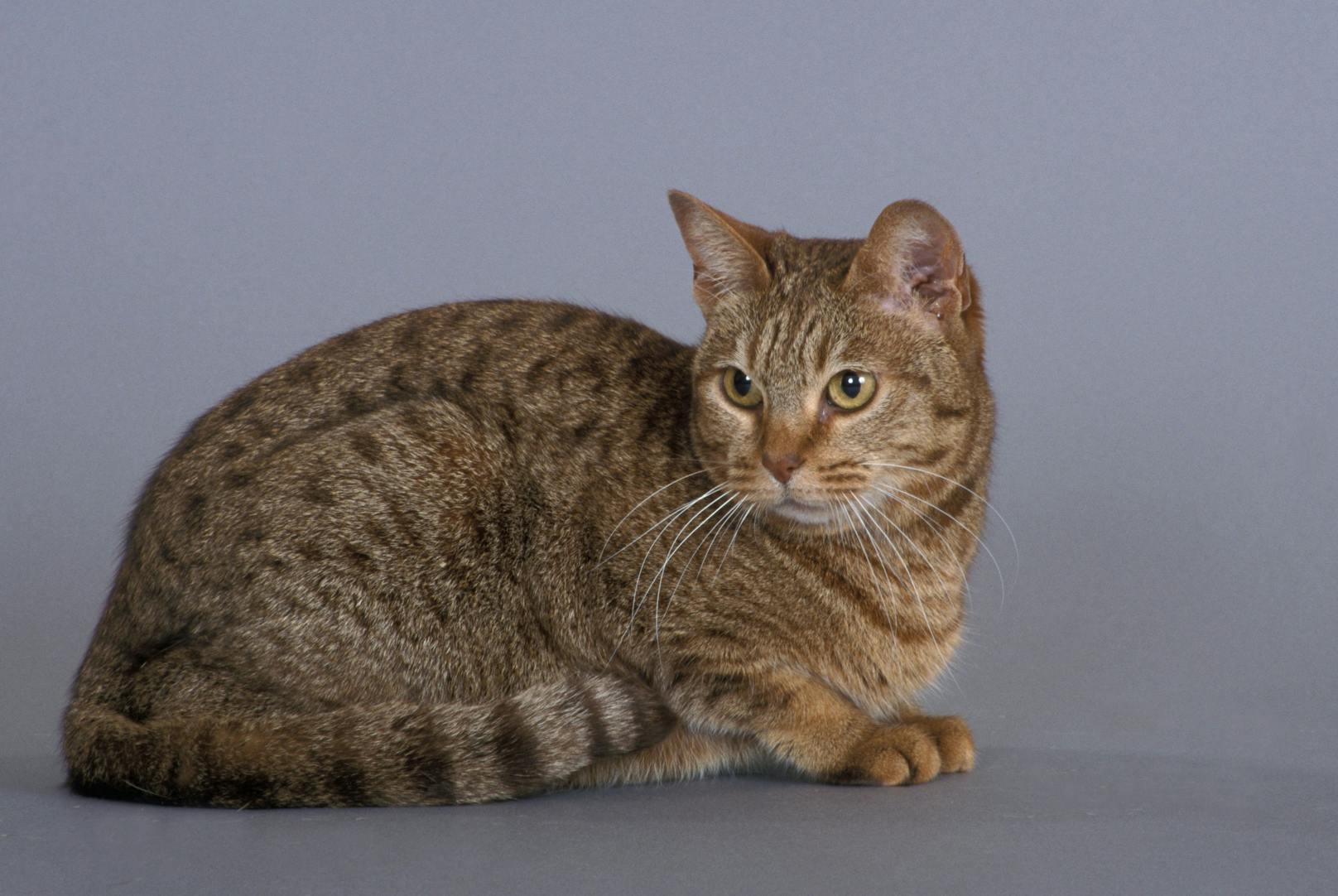 Die Ocicat entstand aus Kreuzungen von Siam- und Abessinierkatzen. 