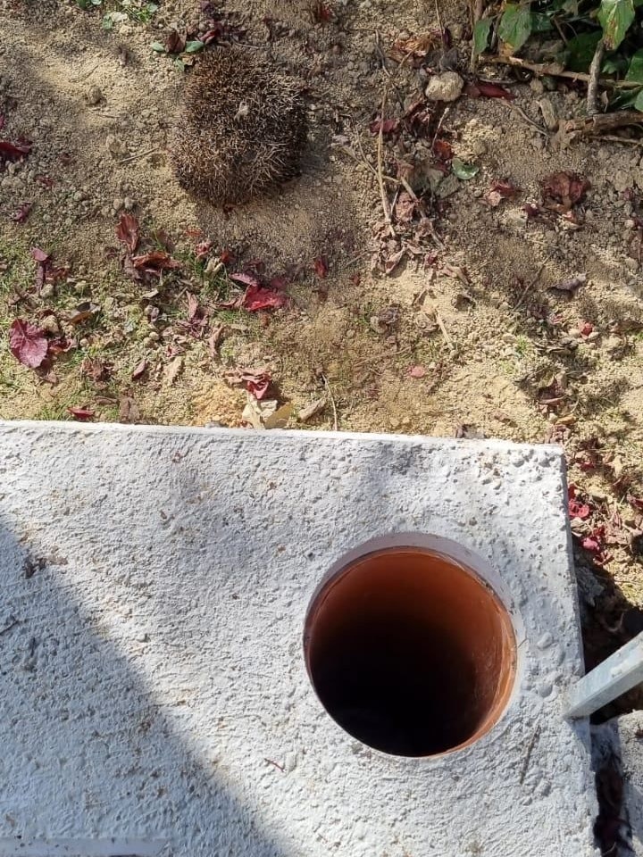 In solch einem Rohr steckte der Igel fest.