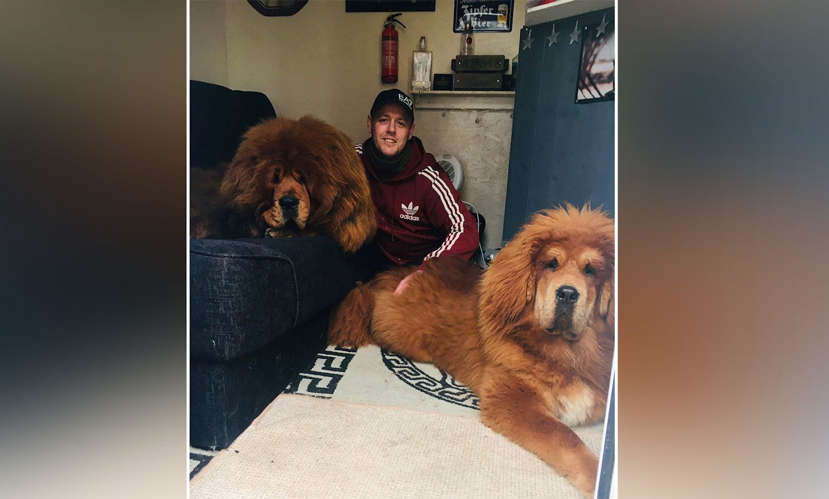 Hundebesitzer Shaun Kingsnorth gerät manchmal in Erklärungsnot, wenn er mit seinen Riesenhunden Gassi geht. <br>