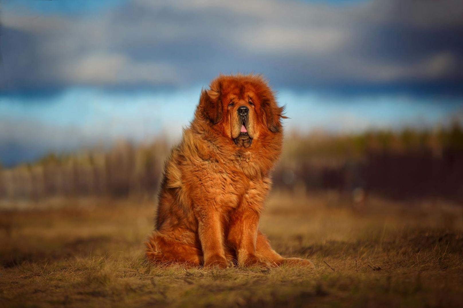 Der schwerste tibetanische Mastiff wog 127 Kilogramm. 