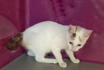 In einer Plastiktüte sollten junge Kätzchen mit dem Altpapier entsorgt werden. 