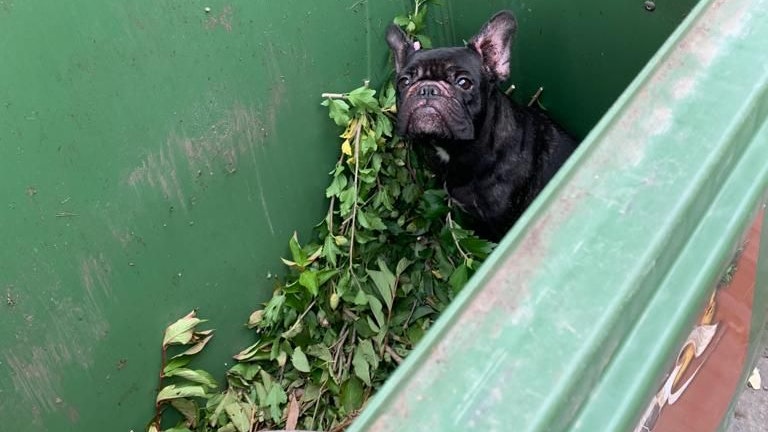 Der kleine Rassehund wurde verletzt und zitternd von der Tierrettung aus dem Biomüll gefischt.