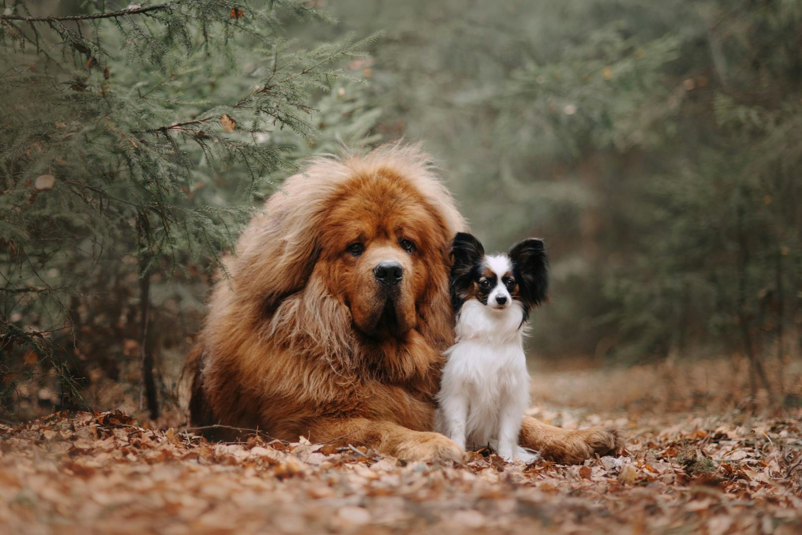 Gemeinsam mit der deutschen Dogge, zählen sie zu den größten Hunderassen der Welt. 