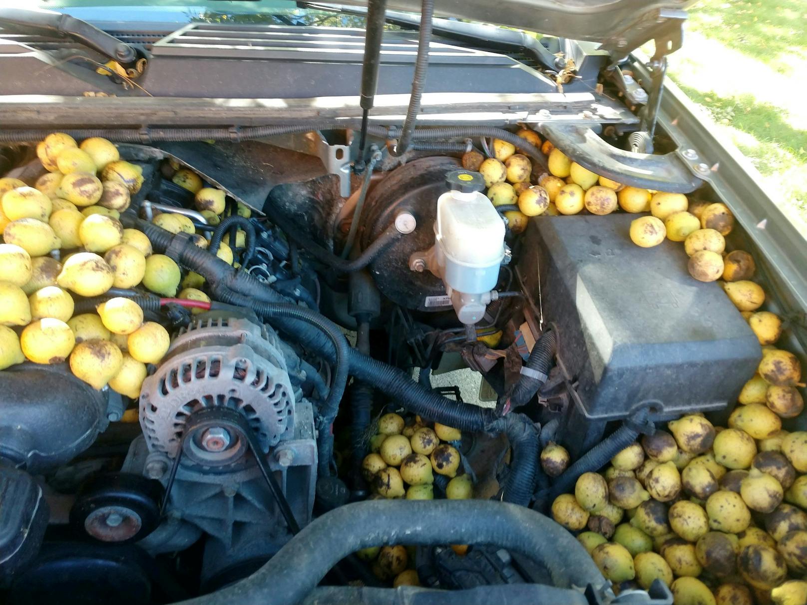 Der gesamte Motorraum war nämlich ebenfalls voller Nüsse. 