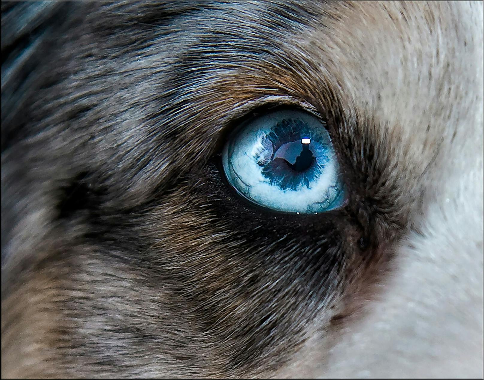 Hunde haben <strong>"dichromatische" Augen</strong>. Sie können also nur zwischen Blau und Geld unterscheiden und die Fähigkeit Rot und Grün wahrzunehmen ist schwächer als bei uns Menschen mit "trichromatischen" Augen - wir sehen alle Grundfarben.&nbsp;