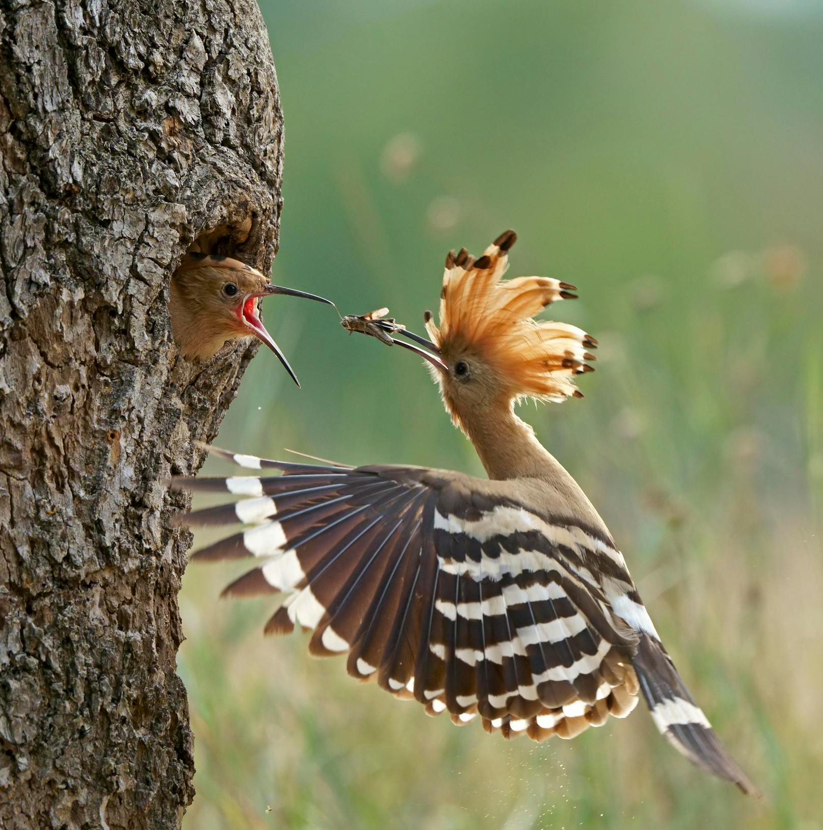 Ein Wiedehopf füttert einen Jungvogel.&nbsp;Knapp 40 Prozent aller Tierarten sind in Österreich gefährdet bzw. vom Aussterben bedroht.