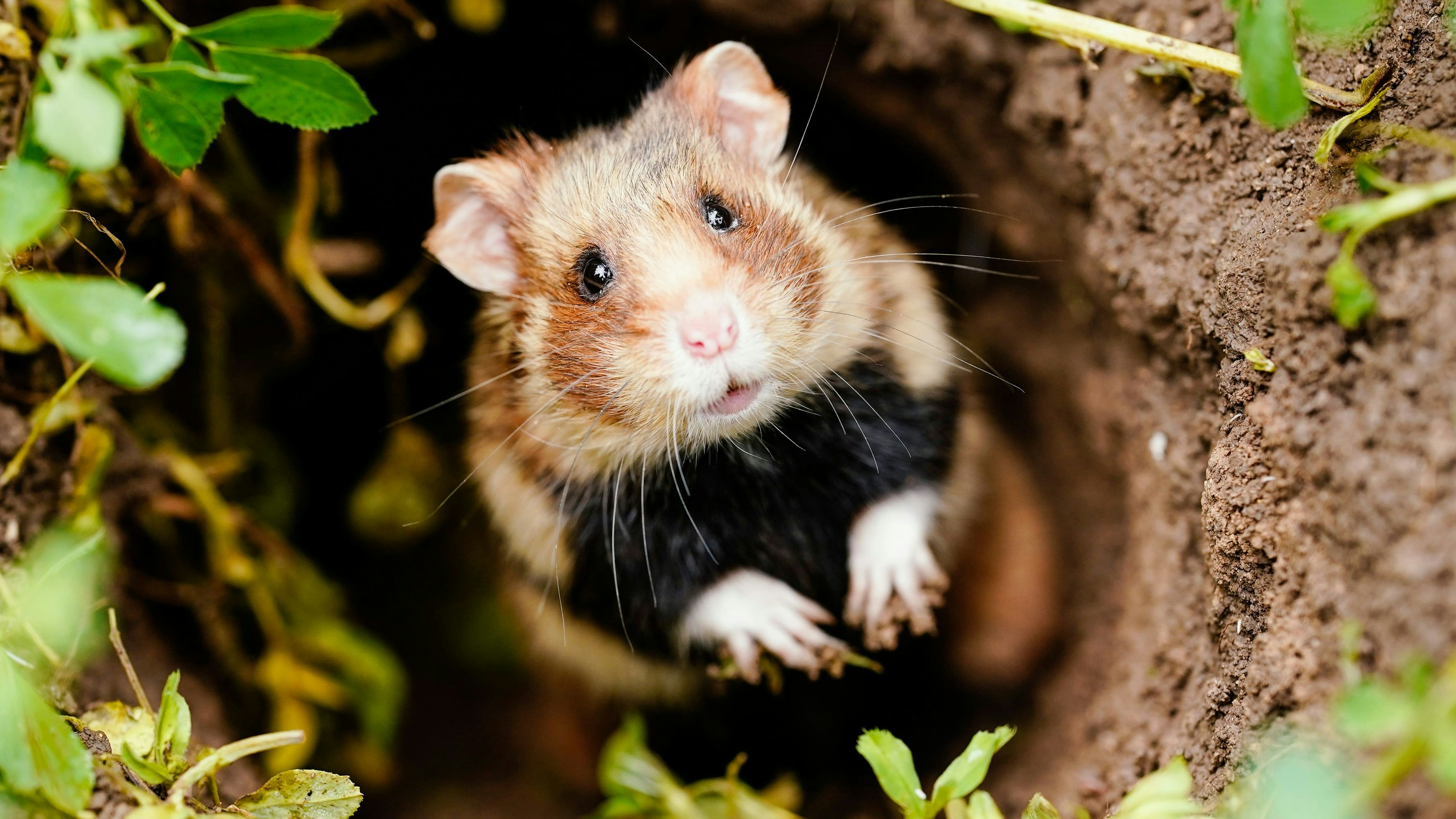 Download von www.picturedesk.com am 06.10.2021 (14:55).  27 May 2021, Baden-Wuerttemberg, Mannheim: A field hamster looks out of its burrow on a field. The Regional Council of Karlsruhe and the City of Mannheim are continuing their project to reintroduce the field hamster, which is protected in Europe. Photo: Uwe Anspach/dpa - 20210527_PD3348 - Rechteinfo: Rights Managed (RM)