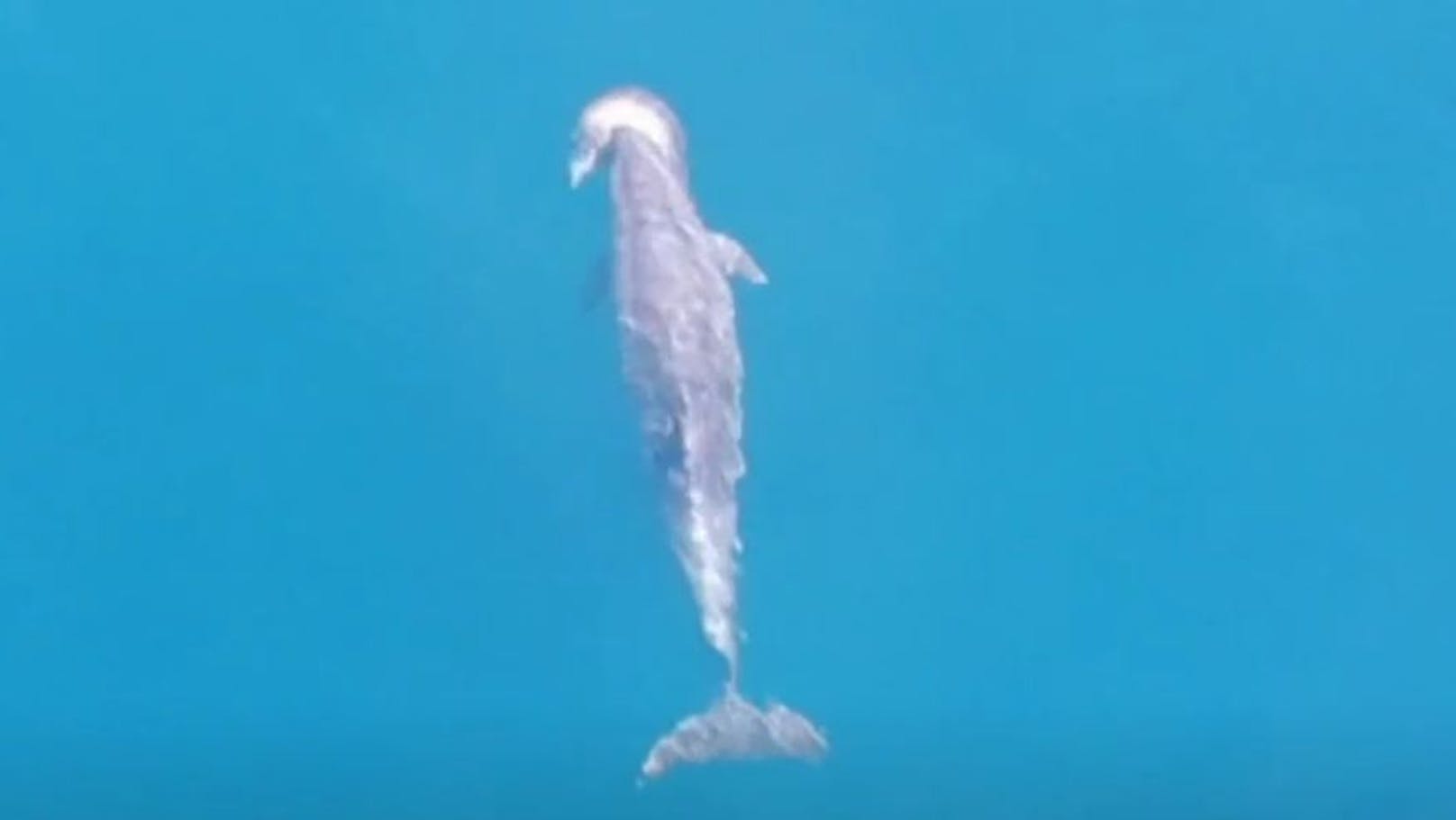 Herzzerreißende Szenen zeigt ein Video einer Delfin-Mama in&nbsp;Lošinj.