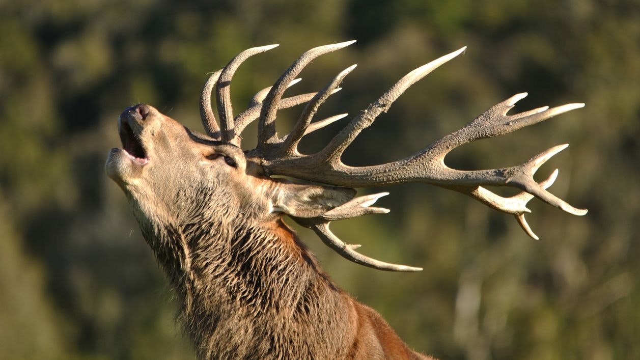 Der Hirsch fügte dem Mann tödliche Stichverletzungen zu.