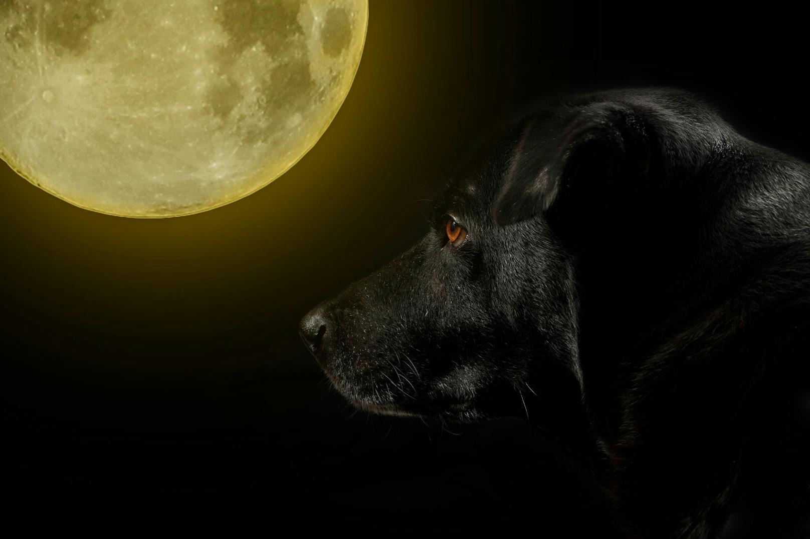 Und in der Nacht? Evolutionsbedingt kann der Hund, der vom Wolf abstammt, <strong>natürlich in der Dämmerung und Nacht sehen</strong>. Ein Beweis dafür ist der gelbliche bis blaugrüne Schimmer, den das Hundeauge bekommt, wenn es Licht reflektiert.&nbsp;