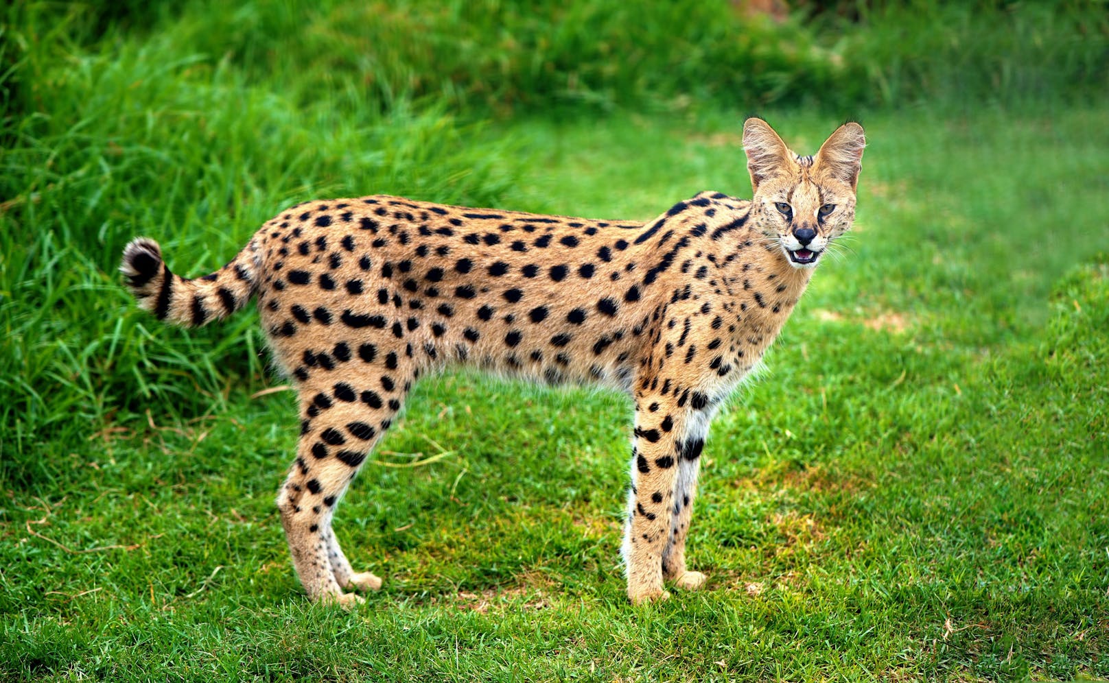 Bei einem Serval handelt es sich um eine mittelgroße Wildkatze aus Afrika. 