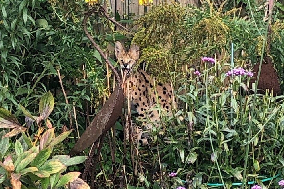 Okay, dieser Serval ist zwar eine Wildkatze, aber natürlich kein Leopard. 