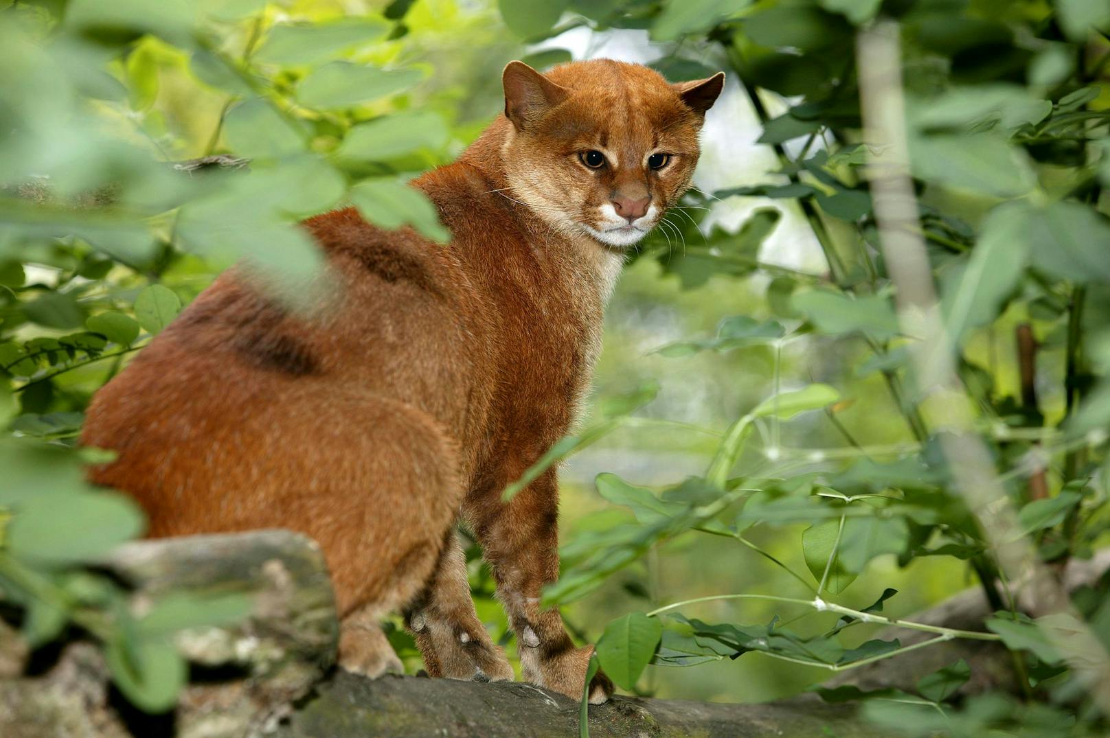 Nach neueren molekularbiologischen Studien soll der "Jaguarundi" eng mit dem Puma verwandt sein.