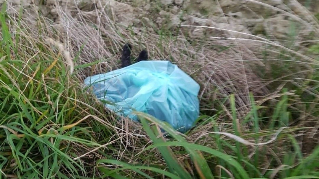 Der Kater wurde erschlagen in einem Müllsack gefunden.
