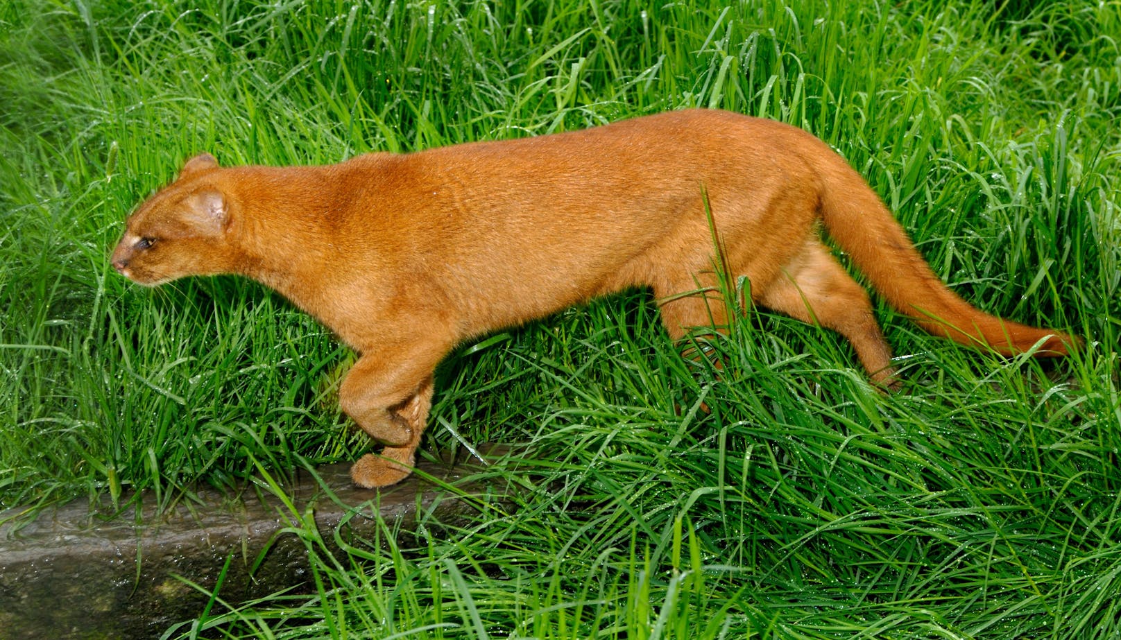 Die Wildkatze durchstreift gerne lichte Wälder. In der Steppe oder im Regenwald sind sie selten anzutreffen.