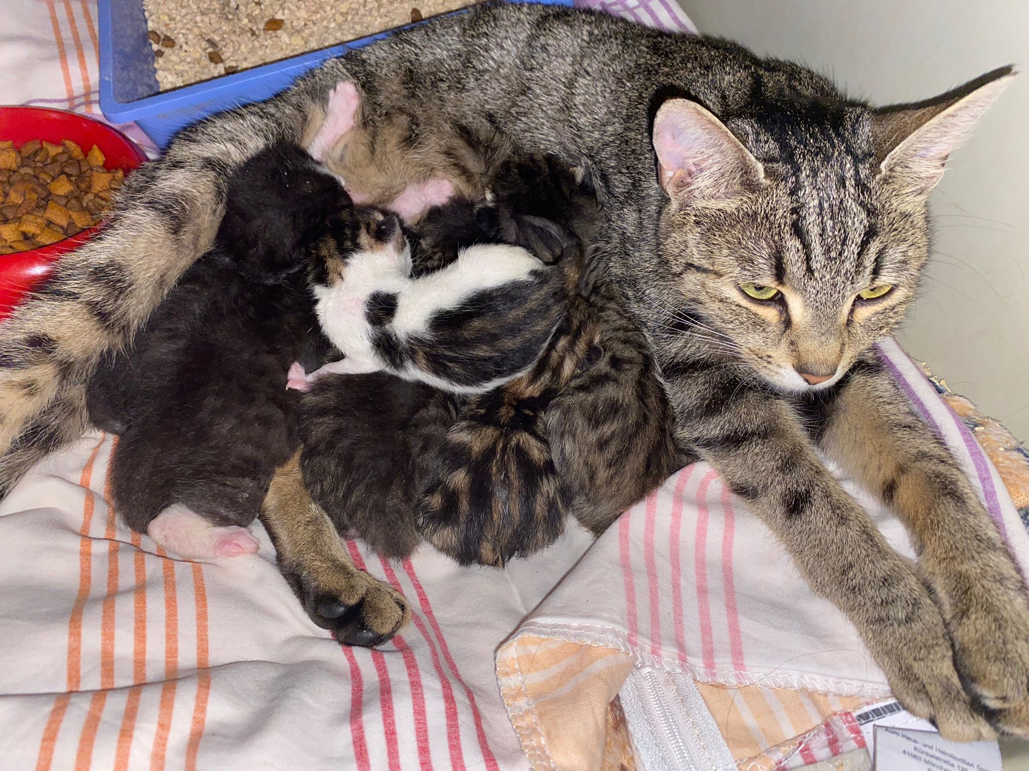 Die Babys wurden nur wenige Stunden nach der Geburt ausgesetzt.