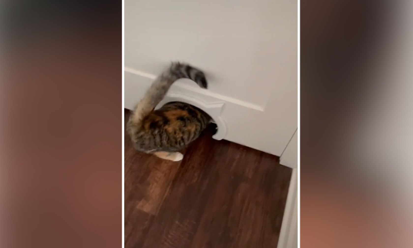 Glückskatze "Storm" möchte dem Frauchen unbedingt etwas im Keller zeigen. 