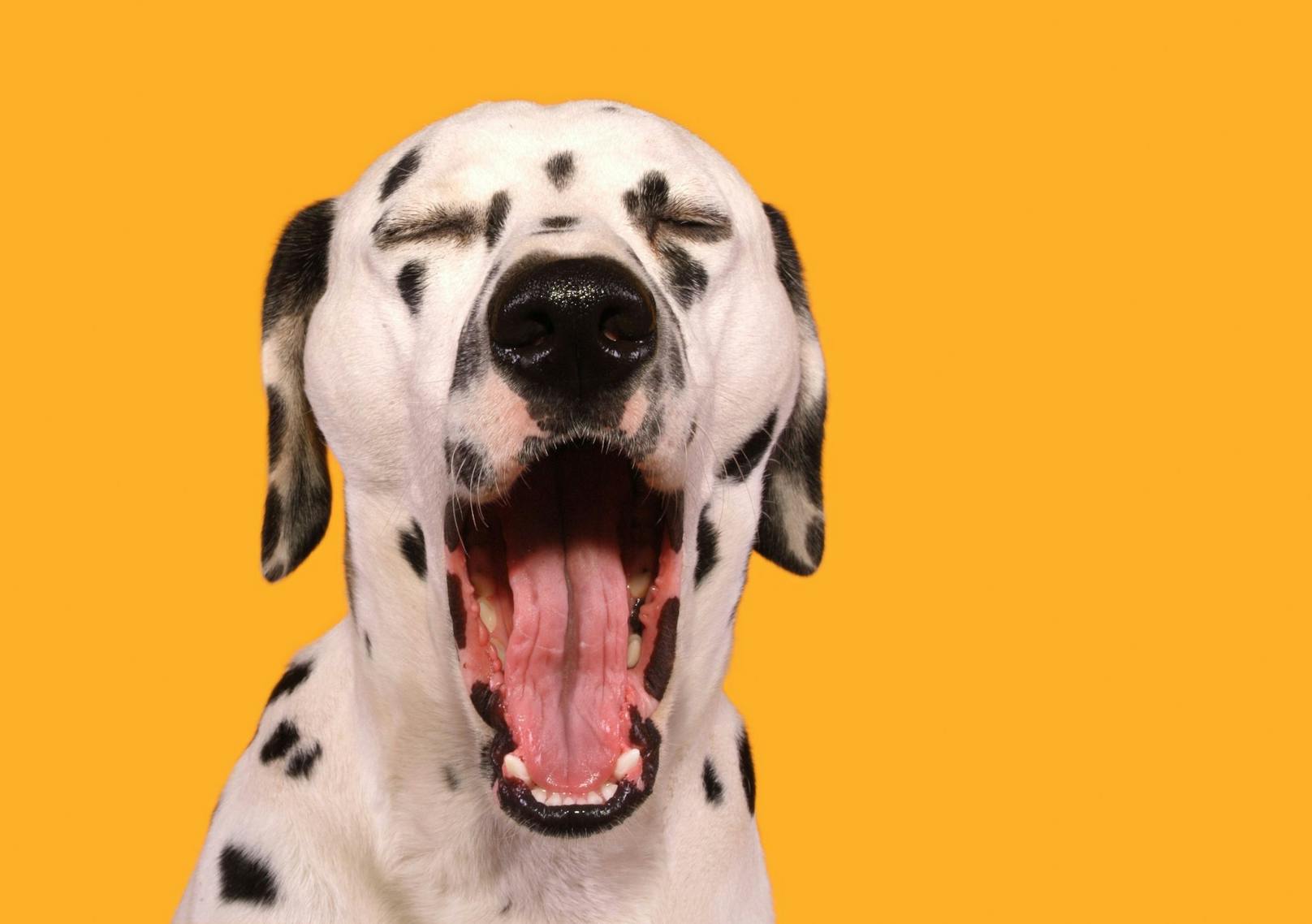 <strong>Gähnen!</strong> Wenn ein Hund gähnt ist das nicht zwangsläufig ein Signal für seine Müdigkeit. Wenn das Gähnen mit dem Abwenden des Blickes erfolgt, ist dies häufig ein Beschwichtigungssignal. 