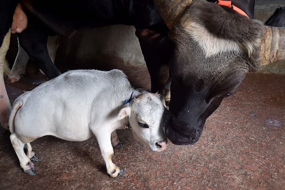 Die kleine "Rani" ist nur 51 Zentimeter hoch und wurde nun nach ihrem plötzlichen Tod endlich mit dem Titel "Kleinste Kuh der Welt" ins Guinness Buch der Rekorde aufgenommen.&nbsp;